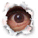 oeil.gif (8619 octets)